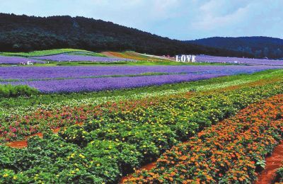 美國觀光農業旅游業發展概況