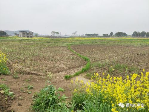 蔡甸街推進鄉村振興,繪就美麗鄉村畫卷